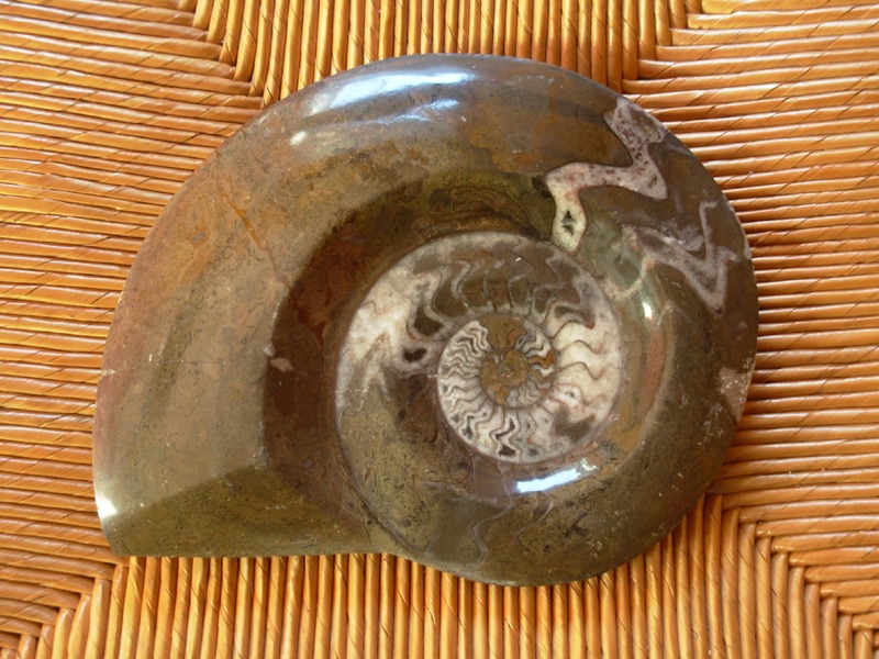 Ammonite fossilise en marbre