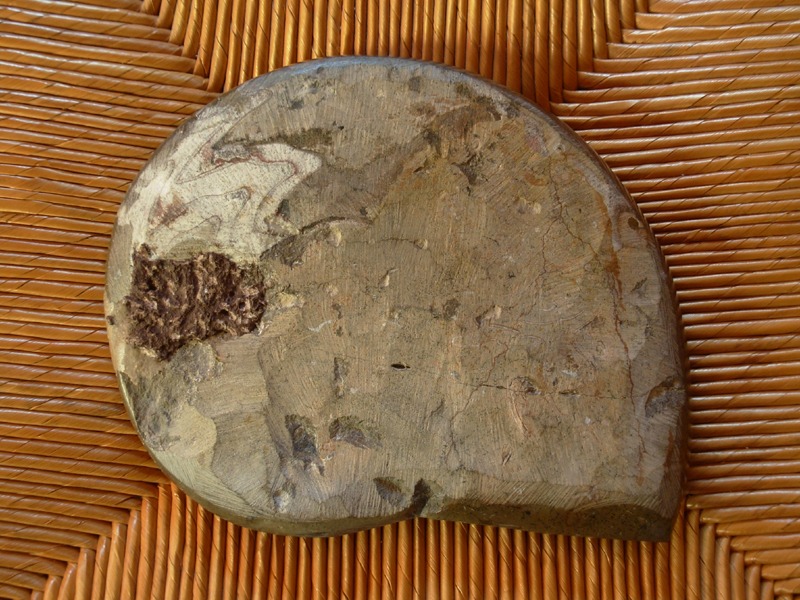 Ammonite fossilis�e en marbre