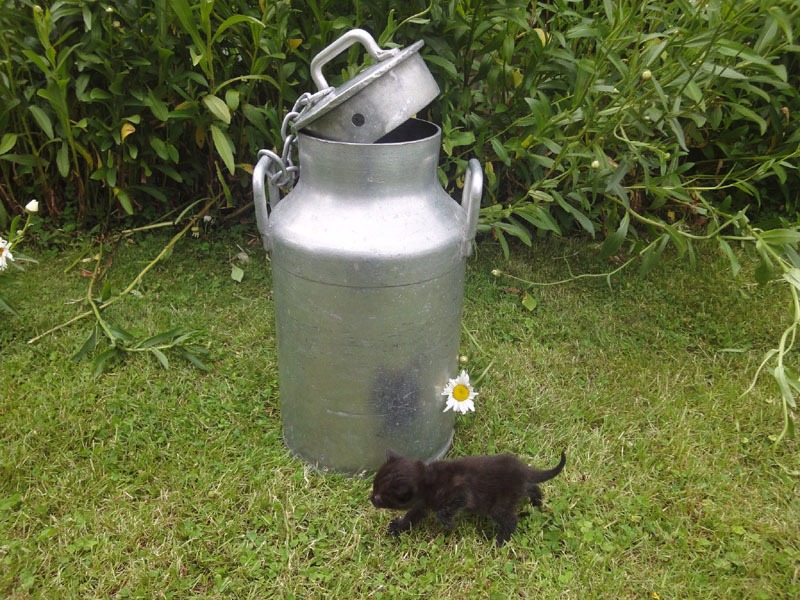 Bidon à lait de ferme en aluminium épais