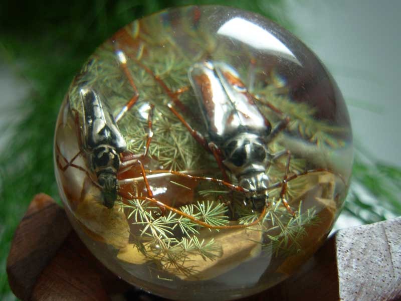 Boule de résine - Insectes mauriciens