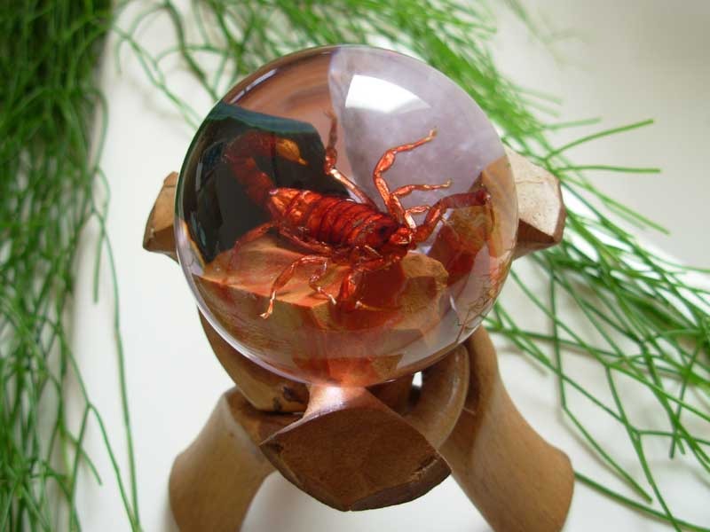 Boule de rsine - Scorpion malgache