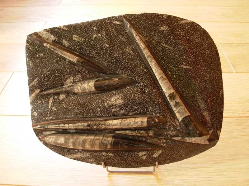 Plaque d Orthocéras fossilisés