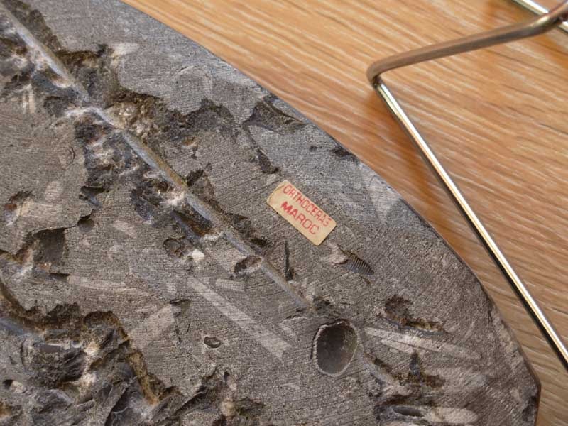 Plaque d Orthocéras fossilisés